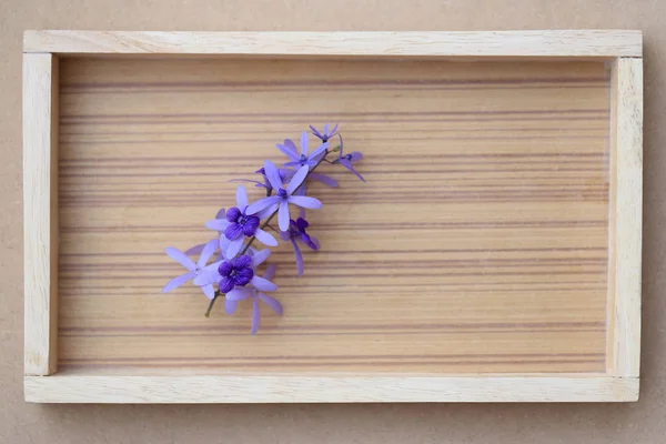 Bunch of Sandpaper vine flower on wooden frame background, top view. — Stock Photo, Image
