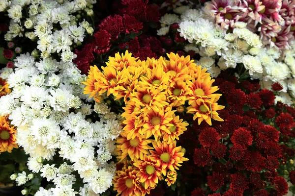 Multi cores crisântemo buquê de flores para o fundo . — Fotografia de Stock