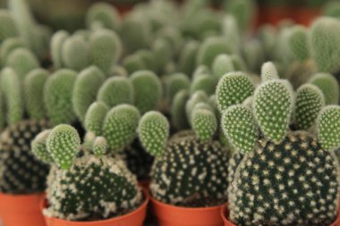 Kaktüs ile yeni baş tomurcuk saksı, yumuşak odak içinde.