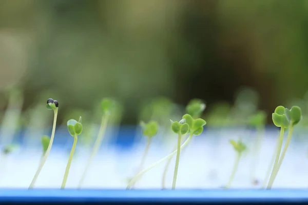 Növekvő microgreens levél vetőmag vagy a Sziklevél. — Stock Fotó