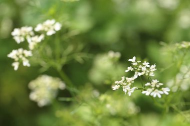 bulanık yeşil arka plan üzerinde küçük beyaz çiçekler.