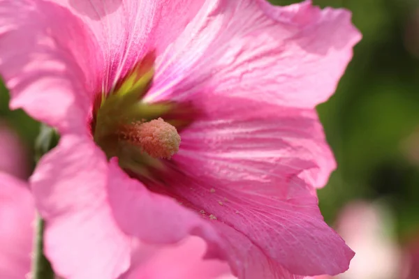 Пыльца Карпеля внутри розового лепестка Цветок Холлихока с помощью макрообъектива . — стоковое фото