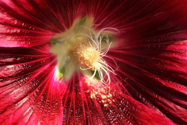 Uzun stamens polen içinde kırmızı Gül Fatma çiçek tarafından makro lens ile