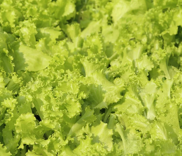 Verdura de alface de folha verde em luz solar, close-up para fundo — Fotografia de Stock