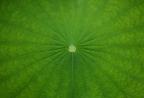 Zielona tekstura liści lotosu dla tła. — Zdjęcie stockowe