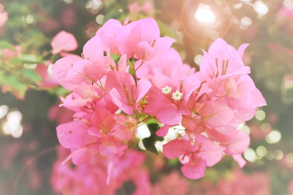 Rosa Bougainvillea glabra Elegante flor en el jardín con llamarada cálida . —  Fotos de Stock