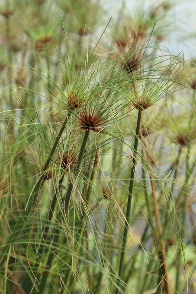 Ägyptische Papyrus-Seggerpflanze. — Stockfoto