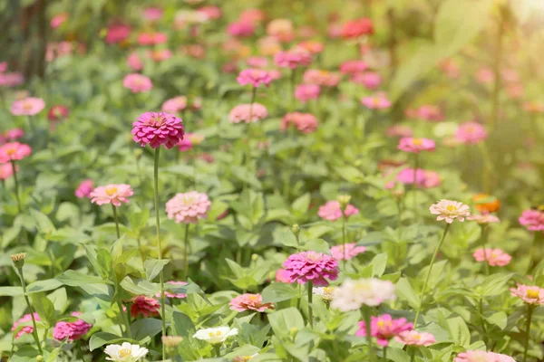 Flores zinnia rosa no jardim com luz de sinalização tonificada quente . — Fotografia de Stock