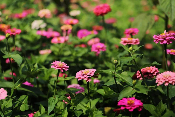 Coloridas flores de zinnia jardín a la luz del sol . — Foto de Stock
