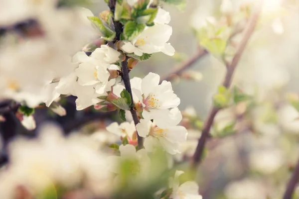 White cherry blossom flower in spring blur background. — 图库照片