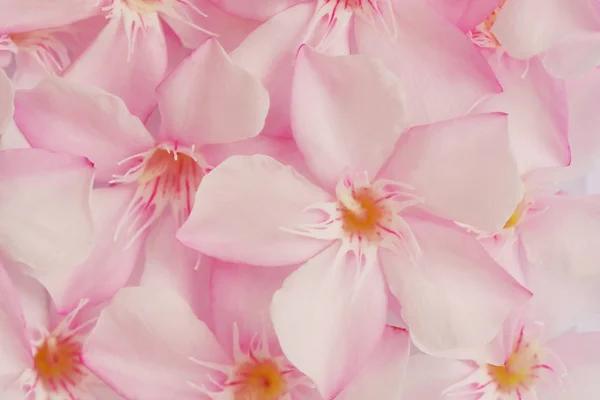 Rosa oleander, söta blomma för bakgrund. — Stockfoto