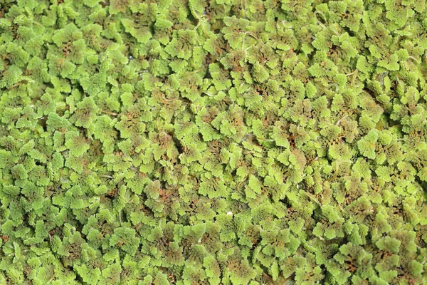 Azolla fern plant floating on water surface, green and red leaf background Stock Photo