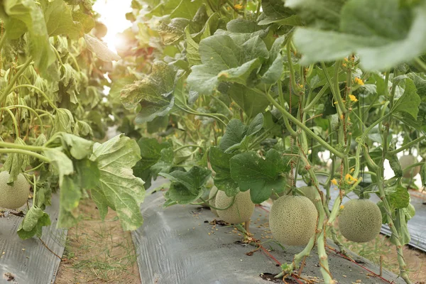 Melon fruit on plant in organic farm. — Stock Photo, Image