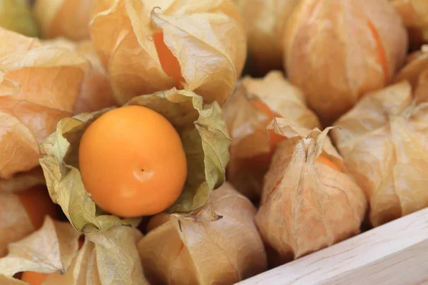 Cape gooseberry, brown autumn crops with one disclose leaf to see fruit inside — Stock Photo, Image