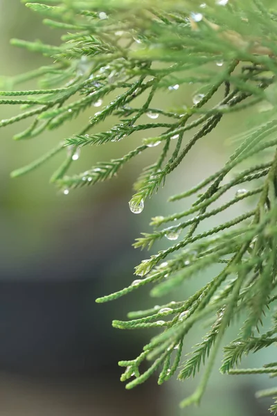 Branche de pin avec des gouttes de pluie accrochées aux aiguilles . — Photo