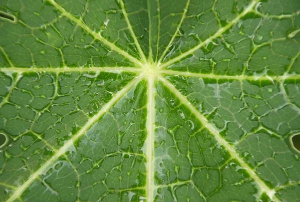 Textura de folha de mamão verde para fundo . — Fotografia de Stock
