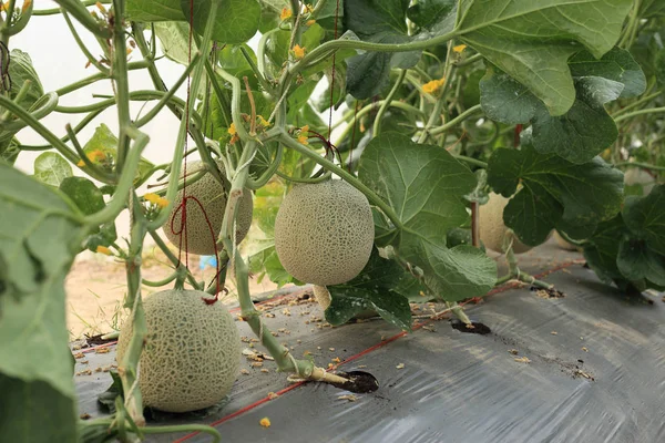 Meloen vrucht op plant in biologische boerderij. Rechtenvrije Stockafbeeldingen