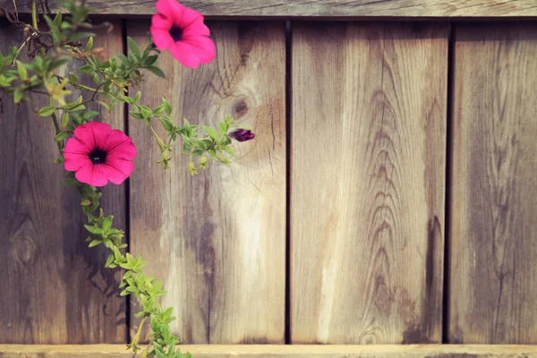 Branch of pink petunia with wooden fence background, empty space on right. vintage toned image. — Stock Photo, Image