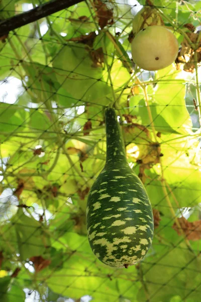 挂在菜园里的乔木上的丝瓜葫芦厂. — 图库照片