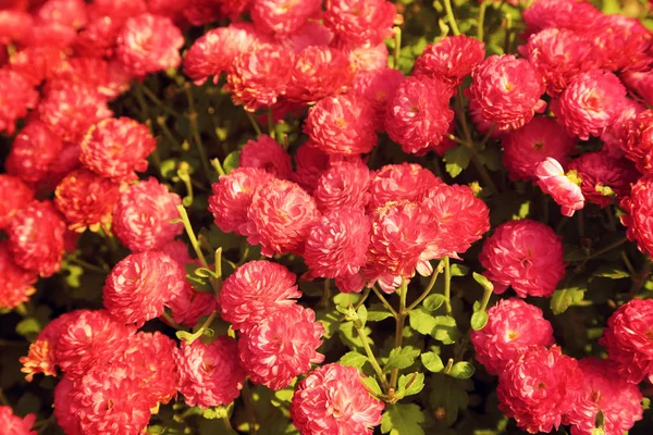 Rosa crisântemo flores jardim em luz quente vintage tonificado . — Fotografia de Stock