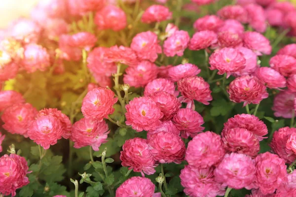 Pink chrysanthemum flowers garden in sunshine. — Stock Photo, Image