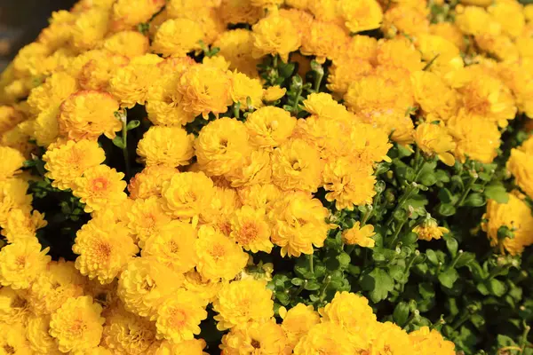 Crisantemo amarillo flores jardín a la luz del sol . — Foto de Stock