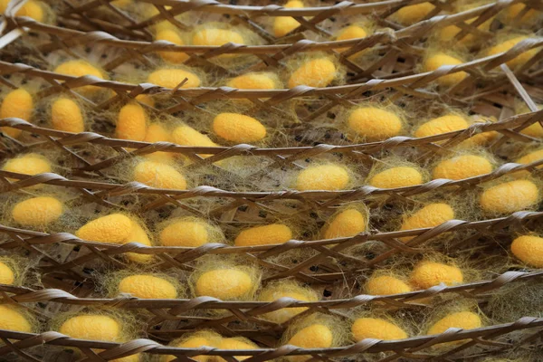 Casulo de verme dourado em cesta para debulhar fibra de seda . — Fotografia de Stock