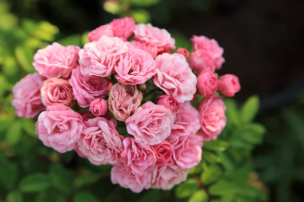 Fresh pink roses bunch with dew drops in morning garden. — Stock Photo, Image