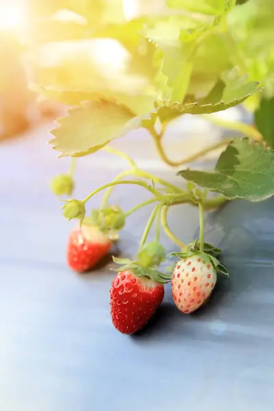 Bando de morangos jovens e maduros crescimento de frutas em plantas com luz de chama quente . — Fotografia de Stock