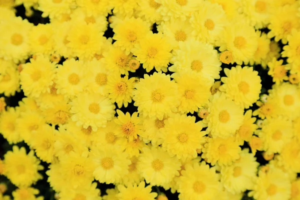 Vista superior del ramo de flores de crisantemo amarillo para el fondo . — Foto de Stock