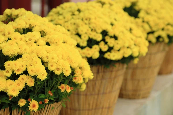Yellow chrysanthemum flowers in flowerpot, perspective arrange. — Stock Photo, Image