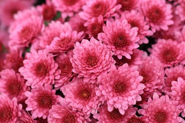 Pembe krizantem çiçek buketi arka planı için.