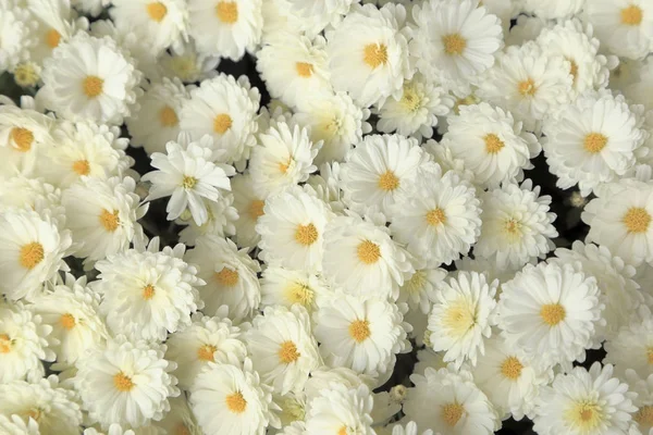 Top view of white chrysanthemum flowers bouquet for background. — Stock Photo, Image