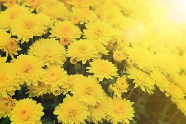 Bouquet de fleurs de chrysanthème jaune avec fusée éclairante pour fond . — Photo