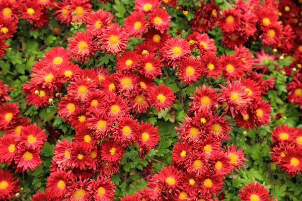 Flores de crisântemo vermelho no jardim para fundo . — Fotografia de Stock