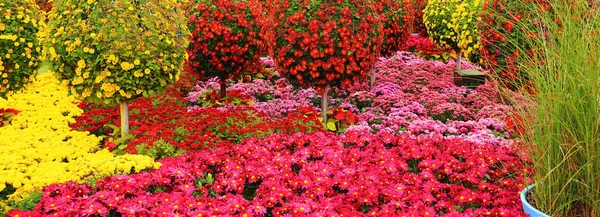 菊花的花坛，彩色花在花园里为背景. — 图库照片