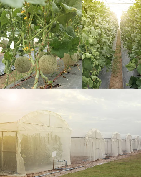 Cantaloupe melons growing in greenhouse farm photo set, outside, inside, fruit on plant. — Stock Photo, Image