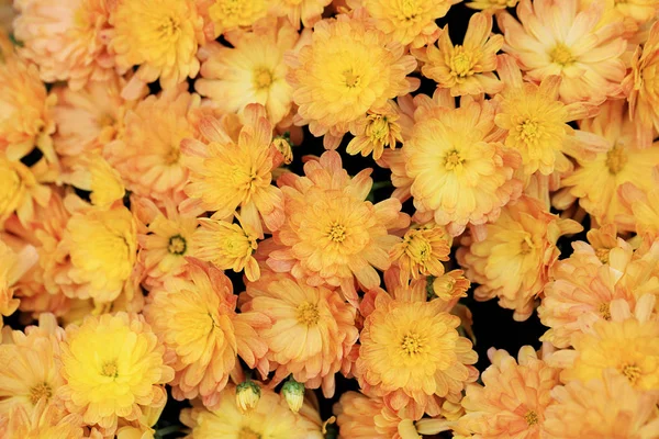 Pohled shora světle oranžovou barvu chryzantéma květy kytice pro pozadí. — Stock fotografie
