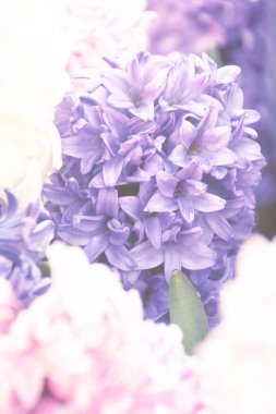 Mavi sümbül grup, vintage sürecinde tonda.