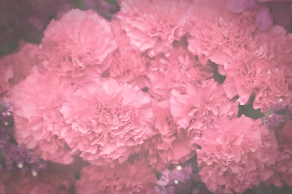 Pink carnation flowers, dark vintage toned, soft selective focus, blurry background. — Stock Photo, Image