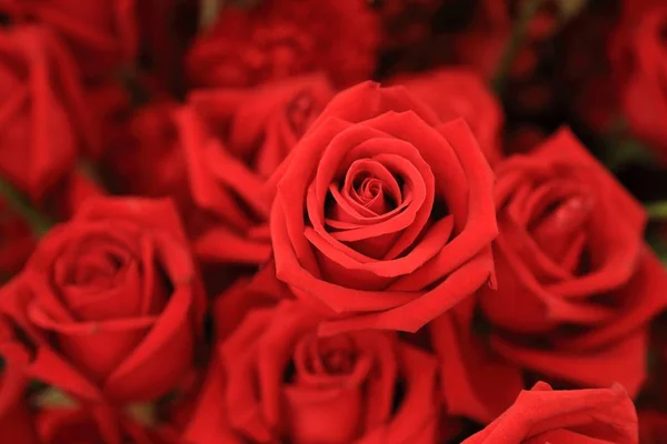 Beautiful red rose in flower bouquet. — Stock Photo, Image