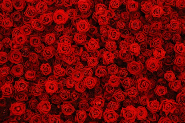 Natürliche rote Rosen Hintergrund, Blumen Wand. — Stockfoto