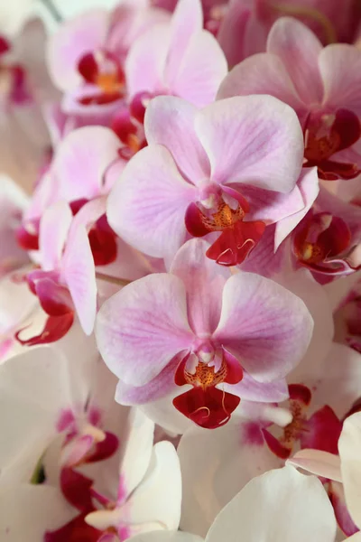 Fiori viola chiaro del orchid di Phalaenopsis . — Foto Stock