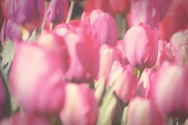 Tulipa rosa no jardim, processo em vintage tonificado para fundo . — Fotografia de Stock