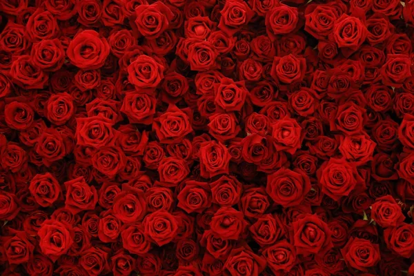 Natural red roses background, flowers wall. Stock Image