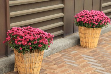 Bina dışında dekore edilmiş saksıda pembe krizantem çiçekleri.