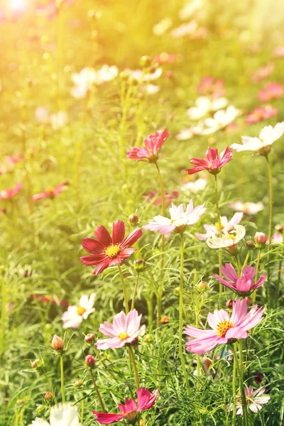 Cosmos ροζ λουλούδι πεδίο στον ήλιο. — Φωτογραφία Αρχείου