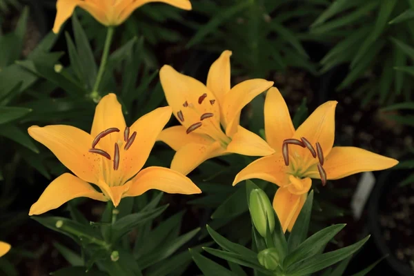 Pale orange yellow color lily flowers in garden.