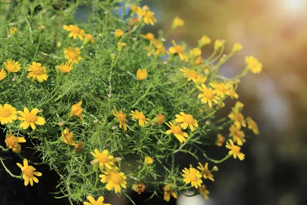 Yellow Dahlberg Daisy (Gold Carpet or Gloden Fleece) flowers with warm light flare.