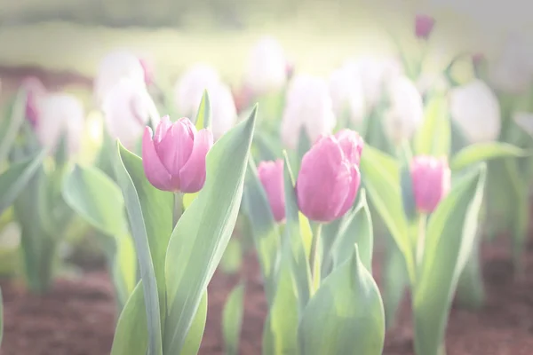 Flor tulipa roxa no jardim, imagem tonificada vintage . — Fotografia de Stock